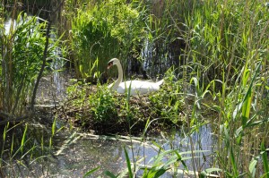 Swan