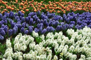 Many colours