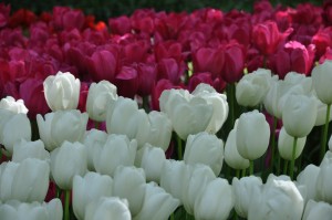 Tulips