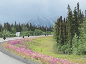 Flowers on the side of the highway