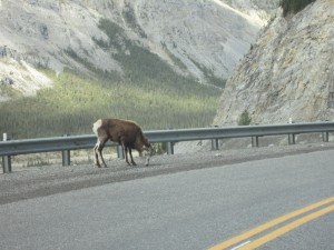 Mountain Goat