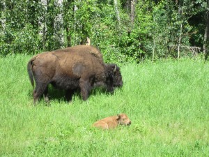 Wood Bison